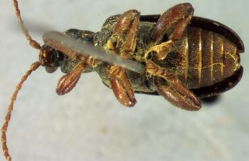 Media type: image;   Entomology 32947 Aspect: habitus ventral view